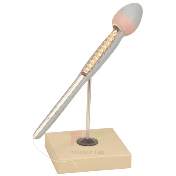 Human Sperm Model